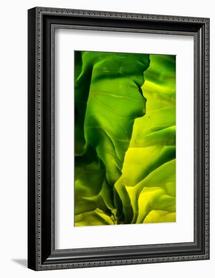 Cabbage detail showing veins. Lit from within.-Brent Bergherm-Framed Photographic Print