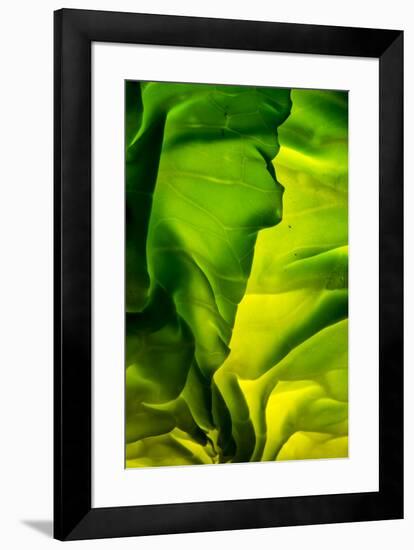 Cabbage detail showing veins. Lit from within.-Brent Bergherm-Framed Premium Photographic Print