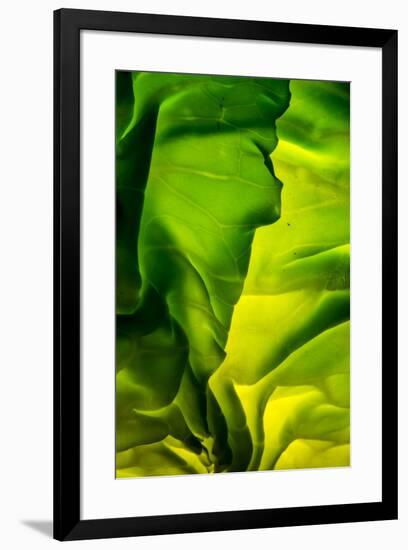 Cabbage detail showing veins. Lit from within.-Brent Bergherm-Framed Premium Photographic Print