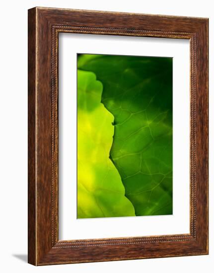 Cabbage detail showing veins. Lit from within.-Brent Bergherm-Framed Photographic Print