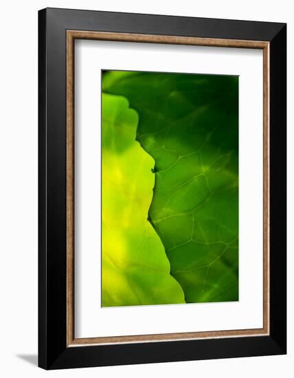 Cabbage detail showing veins. Lit from within.-Brent Bergherm-Framed Photographic Print