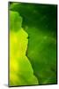 Cabbage detail showing veins. Lit from within.-Brent Bergherm-Mounted Photographic Print