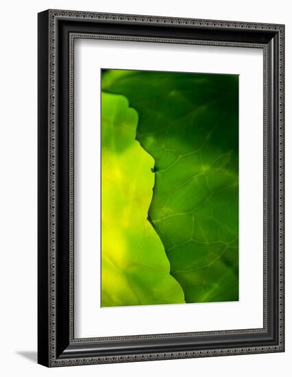 Cabbage detail showing veins. Lit from within.-Brent Bergherm-Framed Photographic Print