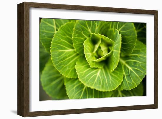 Cabbage Detail-Erin Berzel-Framed Photographic Print