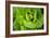 Cabbage Detail-Erin Berzel-Framed Photographic Print