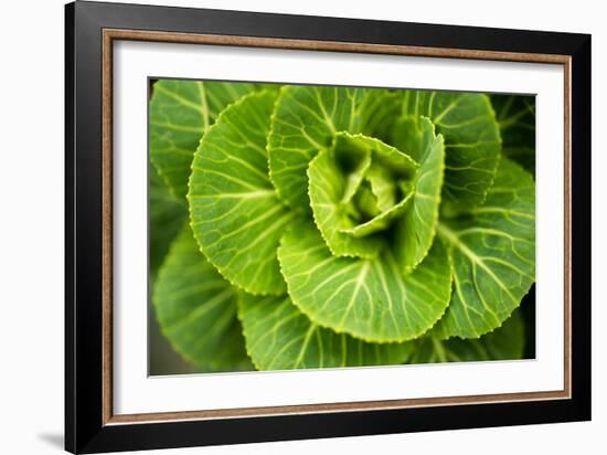 Cabbage Detail-Erin Berzel-Framed Photographic Print