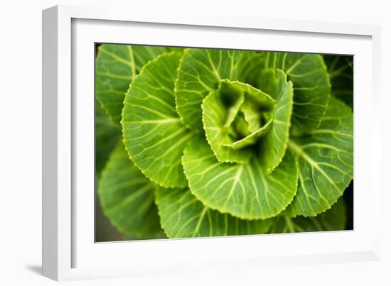 Cabbage Detail-Erin Berzel-Framed Photographic Print