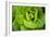 Cabbage Detail-Erin Berzel-Framed Photographic Print