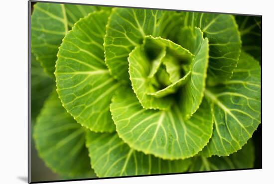 Cabbage Detail-Erin Berzel-Mounted Photographic Print