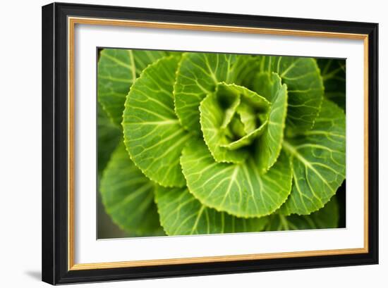 Cabbage Detail-Erin Berzel-Framed Photographic Print