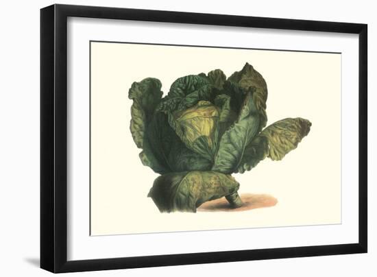 Cabbage Head-Philippe-Victoire Leveque de Vilmorin-Framed Art Print