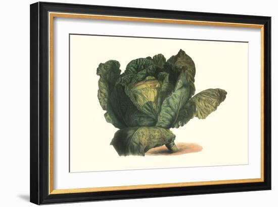 Cabbage Head-Philippe-Victoire Leveque de Vilmorin-Framed Art Print