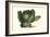 Cabbage Head-Philippe-Victoire Leveque de Vilmorin-Framed Art Print