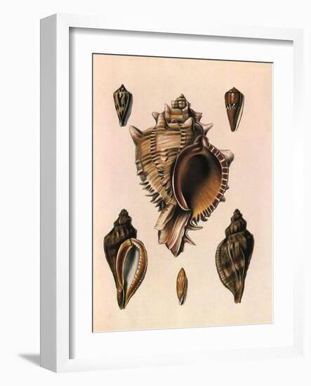 Cabbage Murex Shell, 1839-G.b. Sowerby-Framed Giclee Print