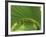 Cabbage Palmetto, Naples, Florida, USA-Rob Tilley-Framed Photographic Print