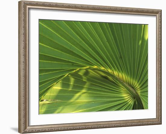 Cabbage Palmetto, Naples, Florida, USA-Rob Tilley-Framed Photographic Print