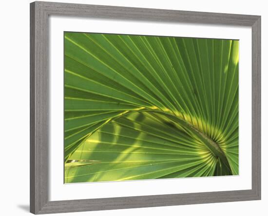 Cabbage Palmetto, Naples, Florida, USA-Rob Tilley-Framed Photographic Print