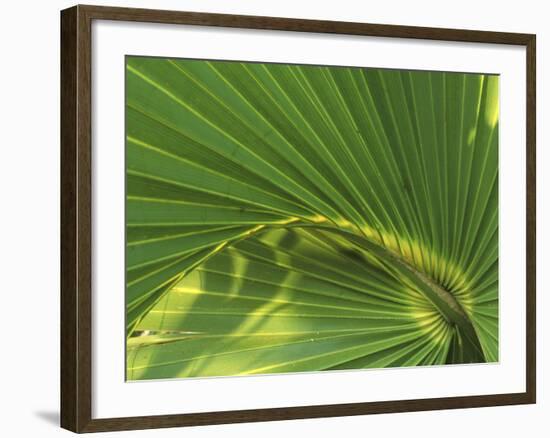 Cabbage Palmetto, Naples, Florida, USA-Rob Tilley-Framed Photographic Print