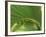 Cabbage Palmetto, Naples, Florida, USA-Rob Tilley-Framed Photographic Print