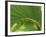 Cabbage Palmetto, Naples, Florida, USA-Rob Tilley-Framed Photographic Print