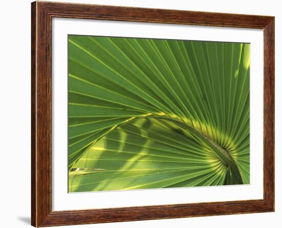 Cabbage Palmetto, Naples, Florida, USA-Rob Tilley-Framed Photographic Print