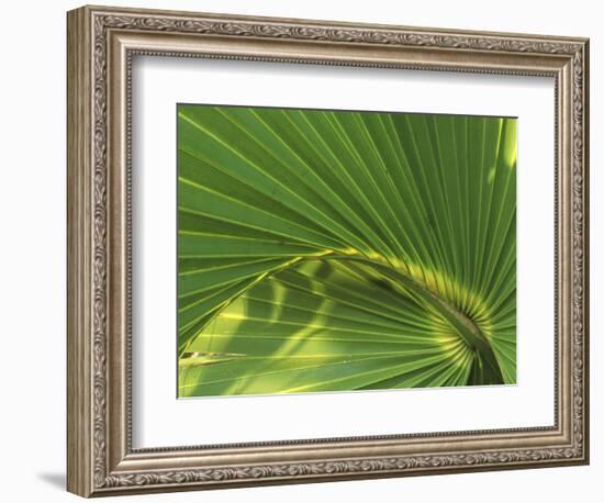 Cabbage Palmetto, Naples, Florida, USA-Rob Tilley-Framed Photographic Print