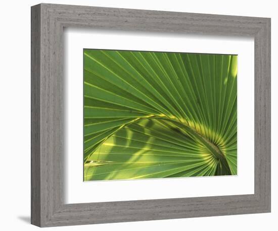 Cabbage Palmetto, Naples, Florida, USA-Rob Tilley-Framed Photographic Print