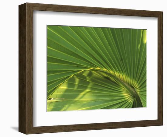 Cabbage Palmetto, Naples, Florida, USA-Rob Tilley-Framed Photographic Print