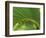 Cabbage Palmetto, Naples, Florida, USA-Rob Tilley-Framed Photographic Print