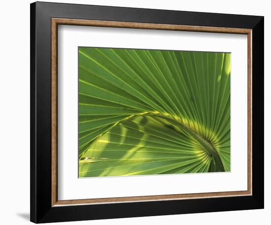 Cabbage Palmetto, Naples, Florida, USA-Rob Tilley-Framed Photographic Print