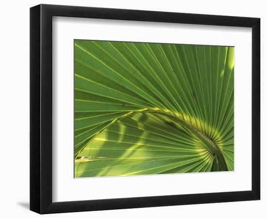 Cabbage Palmetto, Naples, Florida, USA-Rob Tilley-Framed Photographic Print