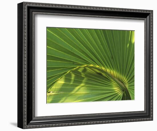 Cabbage Palmetto, Naples, Florida, USA-Rob Tilley-Framed Photographic Print