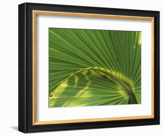 Cabbage Palmetto, Naples, Florida, USA-Rob Tilley-Framed Photographic Print