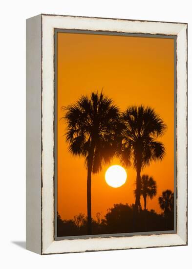 Cabbage Palms at Sunrise, Florida Bay, Everglades NP, Florida, Usa-Maresa Pryor-Framed Premier Image Canvas