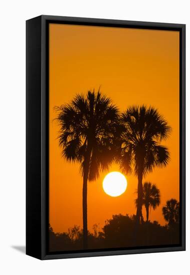 Cabbage Palms at Sunrise, Florida Bay, Everglades NP, Florida, Usa-Maresa Pryor-Framed Premier Image Canvas