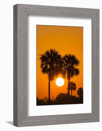 Cabbage Palms at Sunrise, Florida Bay, Everglades NP, Florida, Usa-Maresa Pryor-Framed Photographic Print