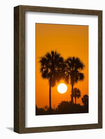 Cabbage Palms at Sunrise, Florida Bay, Everglades NP, Florida, Usa-Maresa Pryor-Framed Photographic Print