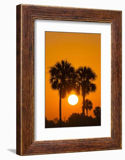 Cabbage Palms at Sunrise, Florida Bay, Everglades NP, Florida, Usa-Maresa Pryor-Framed Photographic Print