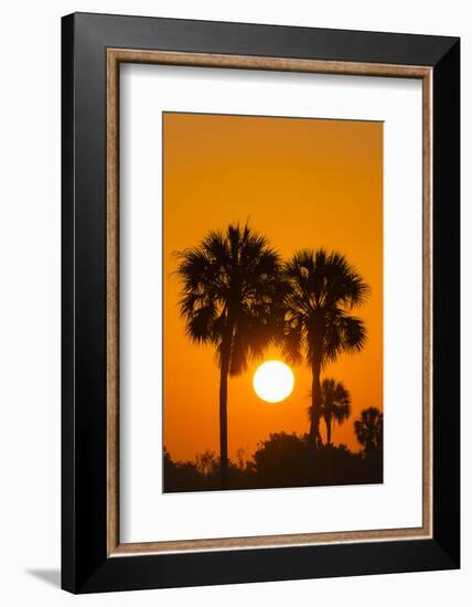 Cabbage Palms at Sunrise, Florida Bay, Everglades NP, Florida, Usa-Maresa Pryor-Framed Photographic Print