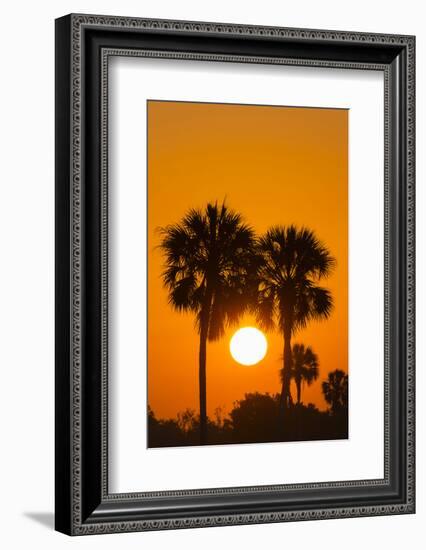 Cabbage Palms at Sunrise, Florida Bay, Everglades NP, Florida, Usa-Maresa Pryor-Framed Photographic Print