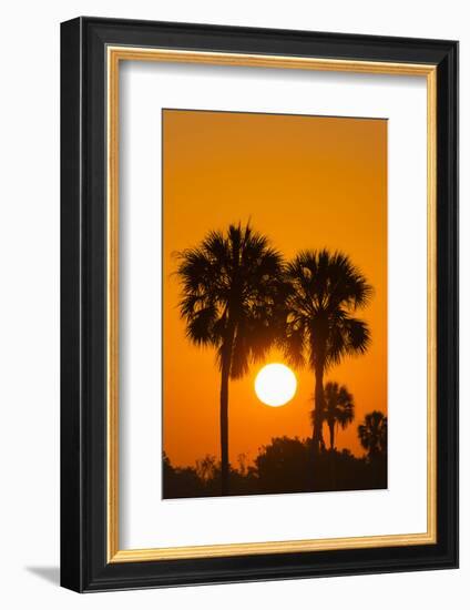 Cabbage Palms at Sunrise, Florida Bay, Everglades NP, Florida, Usa-Maresa Pryor-Framed Photographic Print