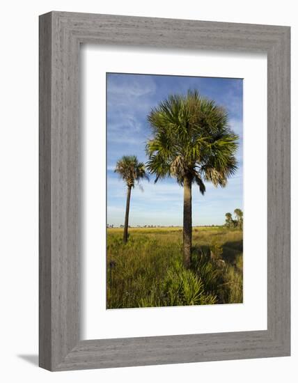 Cabbage Palms, Kissimmee Prairie State Preserve, Florida, USA-Maresa Pryor-Framed Photographic Print