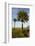 Cabbage Palms, Kissimmee Prairie State Preserve, Florida, USA-Maresa Pryor-Framed Photographic Print