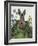 Cabbage Patch Rabbit 1-null-Framed Art Print