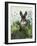 Cabbage Patch Rabbit 4-null-Framed Art Print