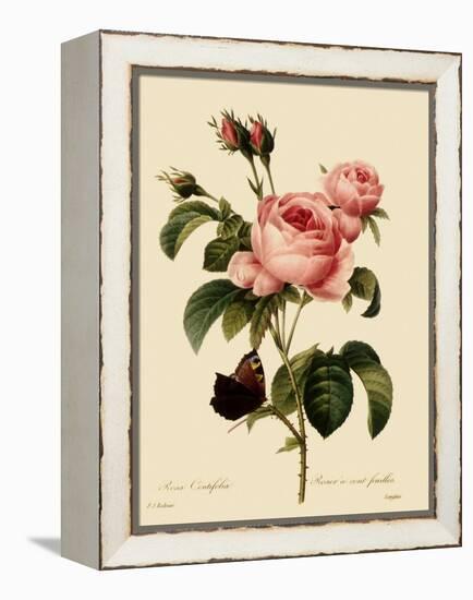 Cabbage Rose-Langlois-Framed Premier Image Canvas