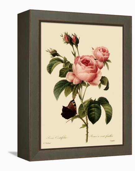 Cabbage Rose-Langlois-Framed Premier Image Canvas