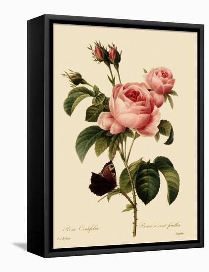 Cabbage Rose-Langlois-Framed Premier Image Canvas