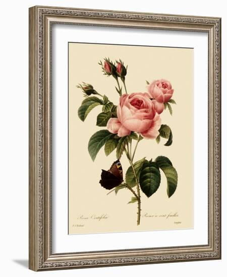 Cabbage Rose-Langlois-Framed Giclee Print