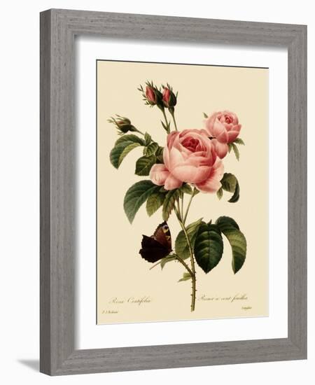 Cabbage Rose-Langlois-Framed Giclee Print